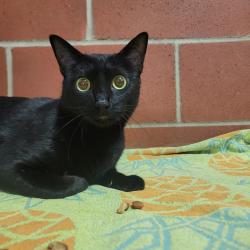Shelter Stray Female Cat last seen , Cabot, AR 72007
