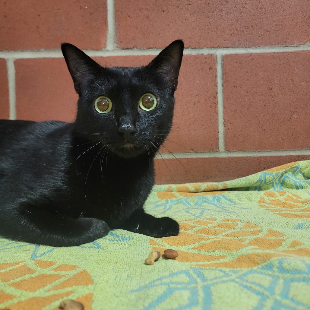 Shelter Stray Female Cat last seen , Cabot, AR 72007