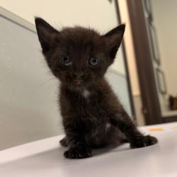 Shelter Stray Male Cat last seen , Tampa, FL 33607