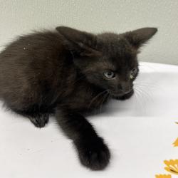 Shelter Stray Female Cat last seen , Tampa, FL 33607