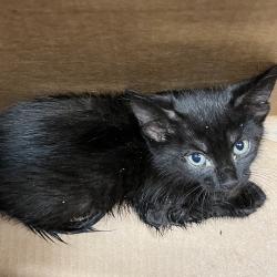 Shelter Stray Female Cat last seen , Tampa, FL 33607