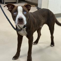 Shelter Stray Male Dog last seen , Pine Bluff, AR 71601