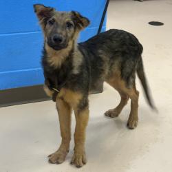 Shelter Stray Male Dog last seen , Pine Bluff, AR 71601