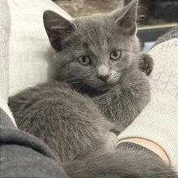Shelter Stray Female Cat last seen , Memphis, TN 38133