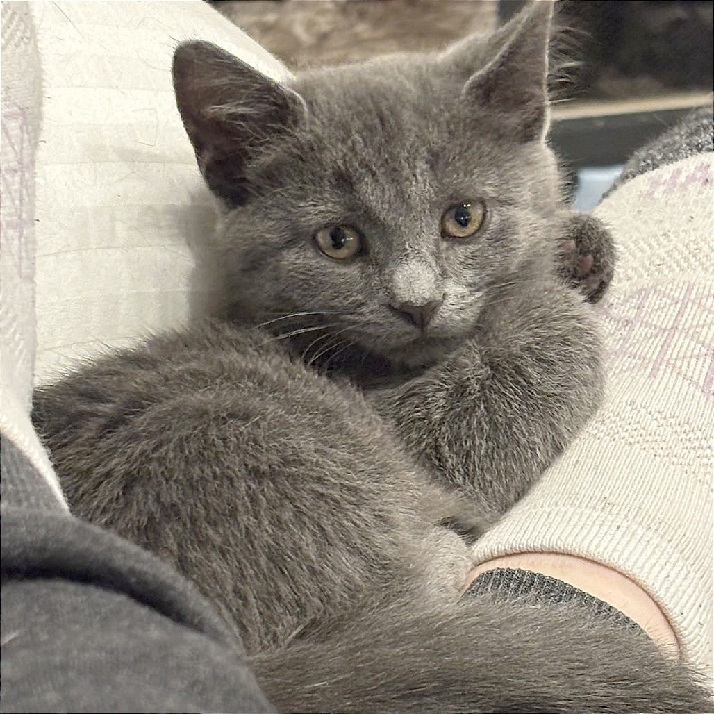 Shelter Stray Female Cat last seen , Memphis, TN 38133