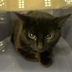 Shelter Stray Female Cat last seen , Oak Park, IL 60304