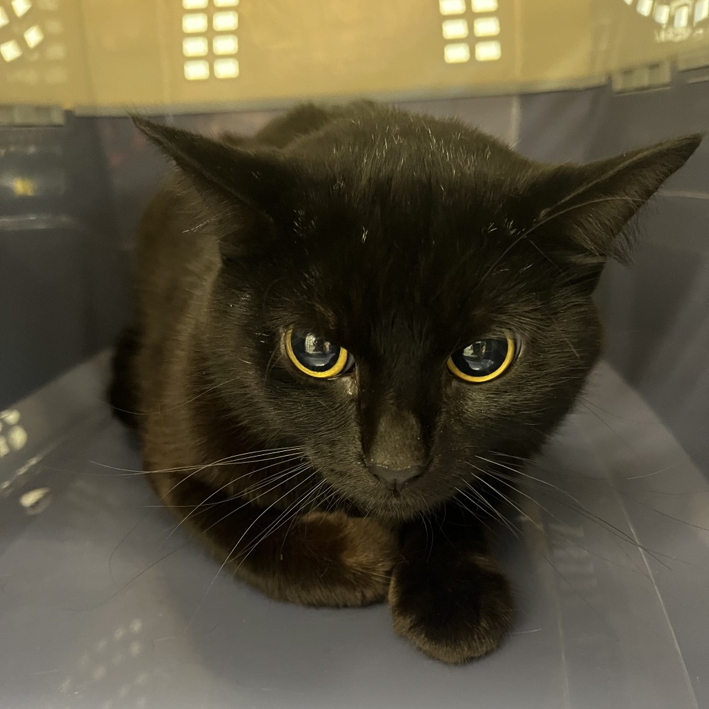 Shelter Stray Female Cat last seen , Oak Park, IL 60304