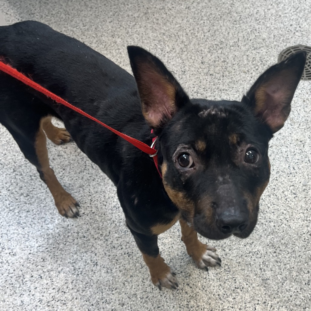 Shelter Stray Female Dog last seen , Oak Park, IL 60304