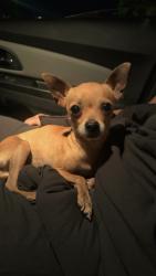 Reunited Male Dog last seen gilbert/broadway , Mesa, AZ 85204