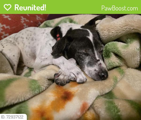 Reunited Male Dog last seen 75th Street. Houston TX 77023, Houston, TX 77023