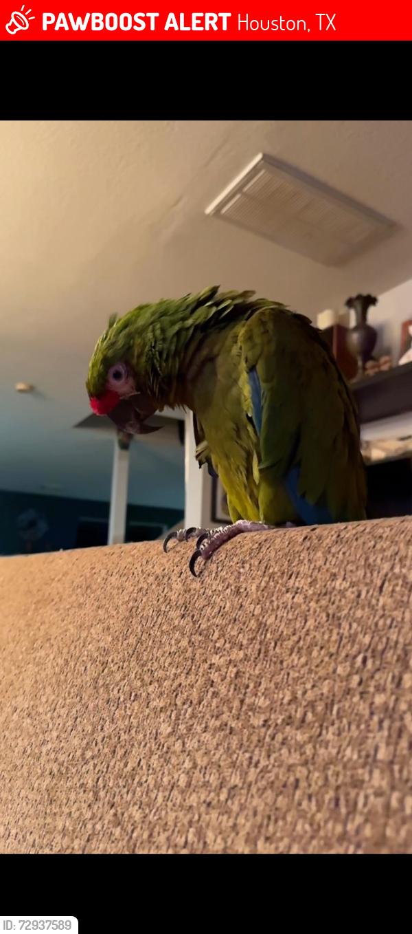 Lost Female Bird last seen North Kingwood subdivision , Houston, TX 77339