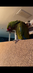 Lost Female Bird last seen North Kingwood subdivision , Houston, TX 77339
