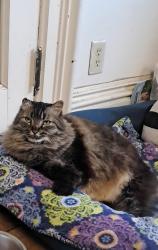 Lost Female Cat last seen Broadway street , Winona, MN 55987