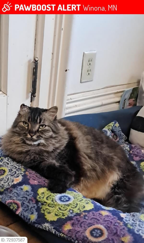 Lost Female Cat last seen Broadway street , Winona, MN 55987