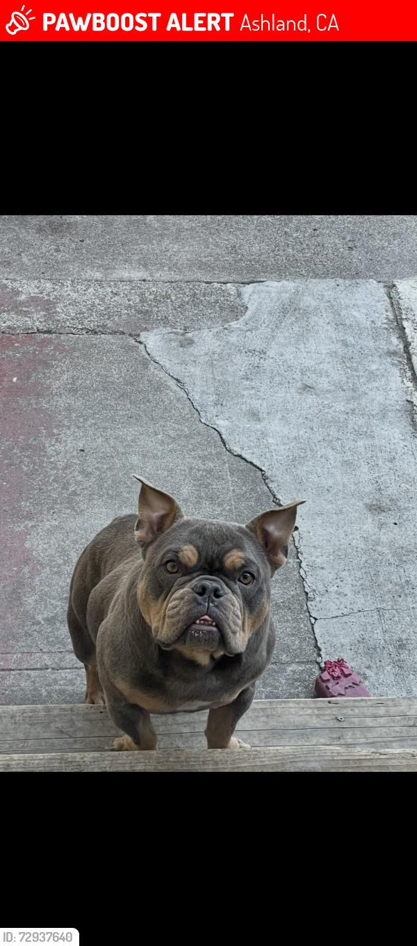 Lost Female Dog last seen Mateo st in San Leandro , Ashland, CA 94578