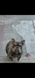 Lost Female Dog last seen Mateo st in San Leandro , Ashland, CA 94578
