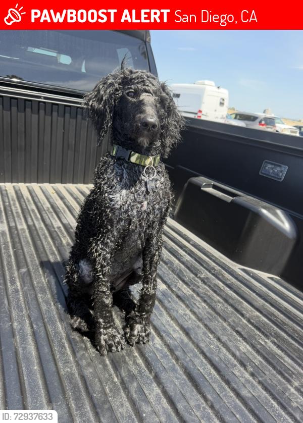 Lost Male Dog last seen Cholla heights military housing , San Diego, CA 92115