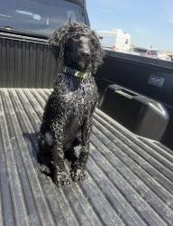 Lost Male Dog last seen Cholla heights military housing , San Diego, CA 92115