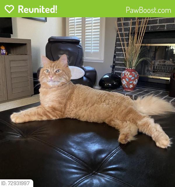 Reunited Male Cat last seen Clear Corrie Ct, Antelope, CA 95843, USA, Antelope, CA 95843