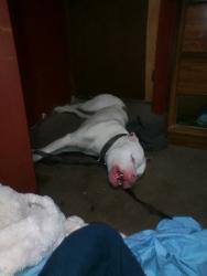 Reunited Male Dog last seen Washington Ave and N Van Buren , Barberton, OH 44203