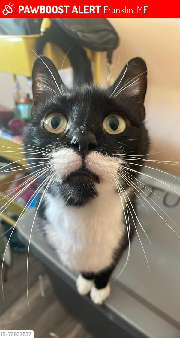 Lost Male Cat last seen Seen before golden acres ederly home , Franklin, ME 04634