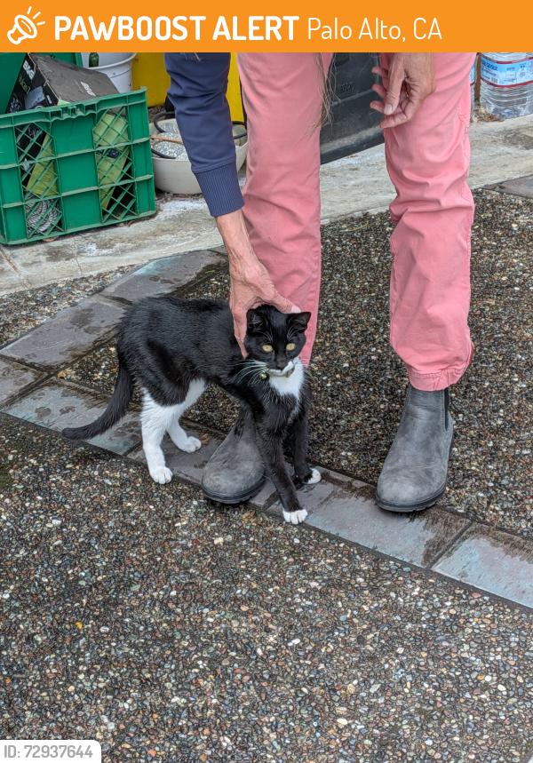 Found/Stray Unknown Cat last seen Werry Park, Palo Alto, CA 94305