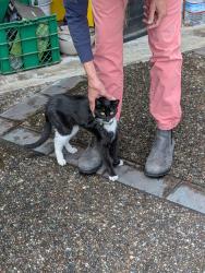 Found/Stray Unknown Cat last seen Werry Park, Palo Alto, CA 94305