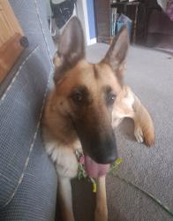 Reunited Female Dog last seen Security Blvd & Esther Drive, Colorado Springs, CO 80911