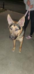 Found/Stray Male Dog last seen Rosebrugh Lane, Valle Vista, CA 92544