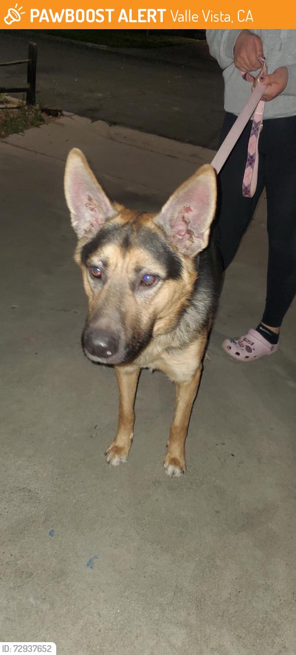 Found/Stray Male Dog last seen Rosebrugh Lane, Valle Vista, CA 92544
