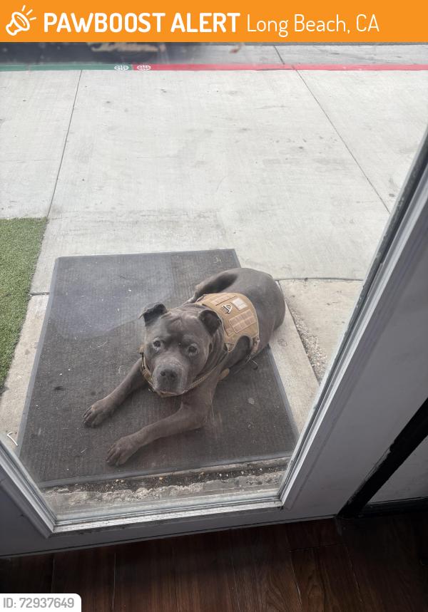 Found/Stray Male Dog last seen Barber shop, Long Beach, CA 90805