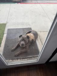 Found/Stray Male Dog last seen Barber shop, Long Beach, CA 90805