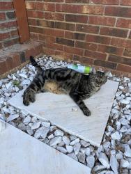 Lost Male Cat last seen Andre lane , Spartanburg, SC 29301