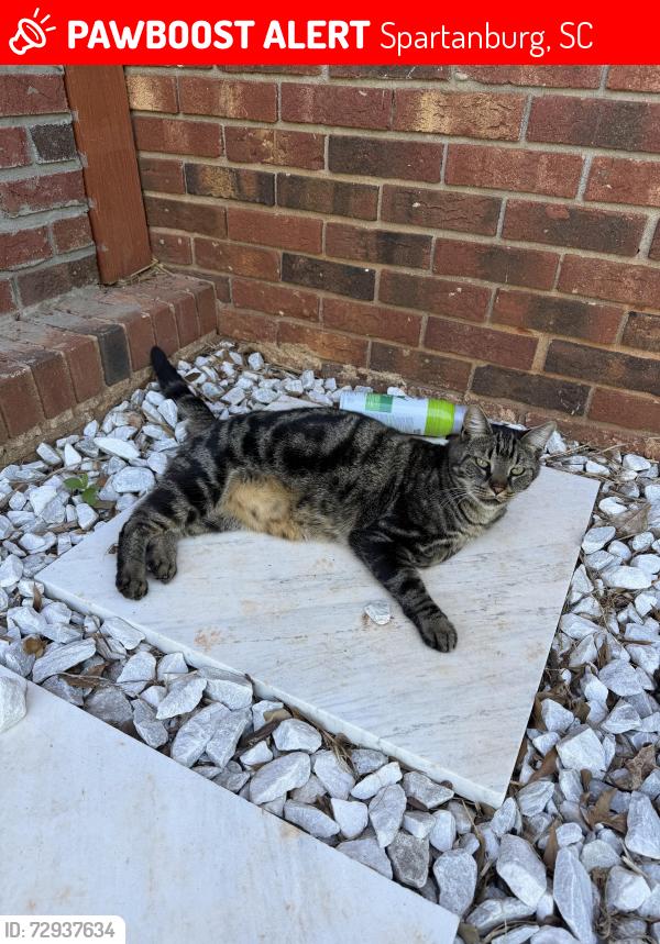 Lost Male Cat last seen Andre lane , Spartanburg, SC 29301