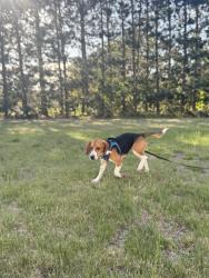 Reunited Male Dog last seen Bethel Haunted Forest, East Bethel, MN 55005