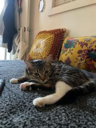 Lost Female Cat last seen Dubuque and lemon , Oceanside, CA 92058