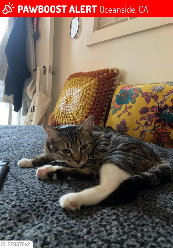 Lost Female Cat last seen Dubuque and lemon , Oceanside, CA 92058