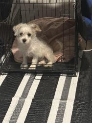 Found/Stray Male Dog last seen Beckton court , Columbia, SC 29229