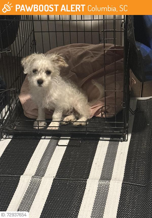 Found/Stray Male Dog last seen Beckton court , Columbia, SC 29229
