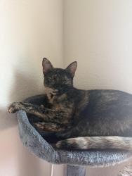 Lost Female Cat last seen Cypress Bend Princeton TX, Princeton, TX 75407