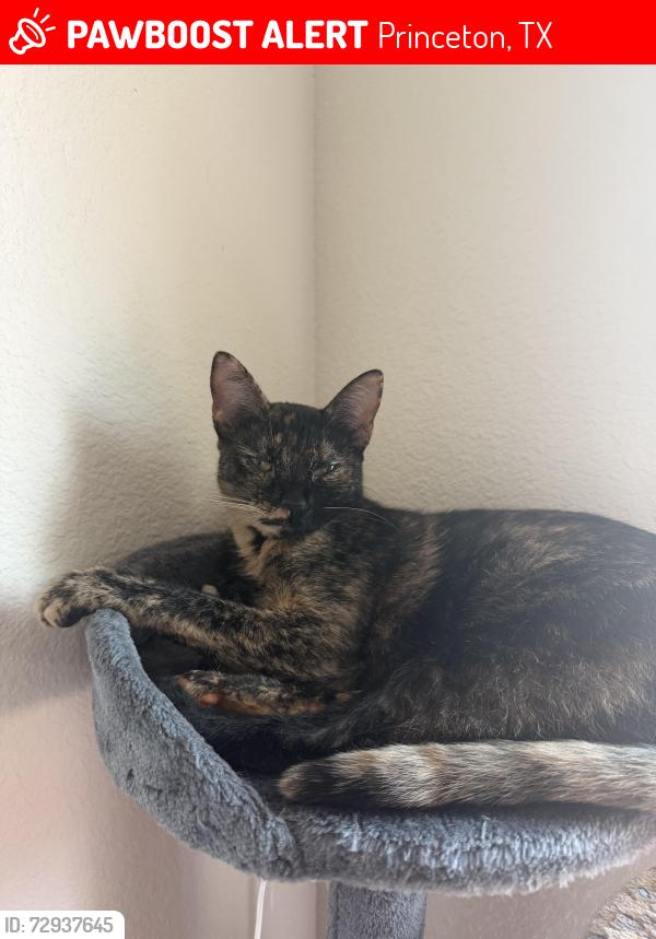 Lost Female Cat last seen Cypress Bend Princeton TX, Princeton, TX 75407
