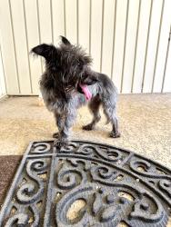 Reunited Male Dog last seen Country Place -South Surrey and Spring Run, Carrollton, TX 75006