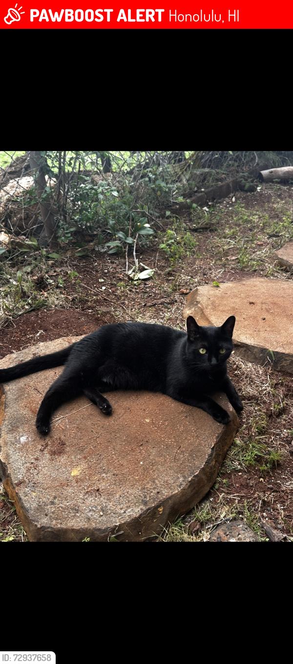 Lost Male Cat last seen Maunalei Ave & 12th Ave, Honolulu, HI 96816