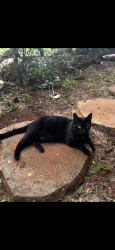 Lost Male Cat last seen Maunalei Ave & 12th Ave, Honolulu, HI 96816