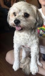 Found/Stray Female Dog last seen seclusion dr cleburne tx , Cleburne, TX 76033