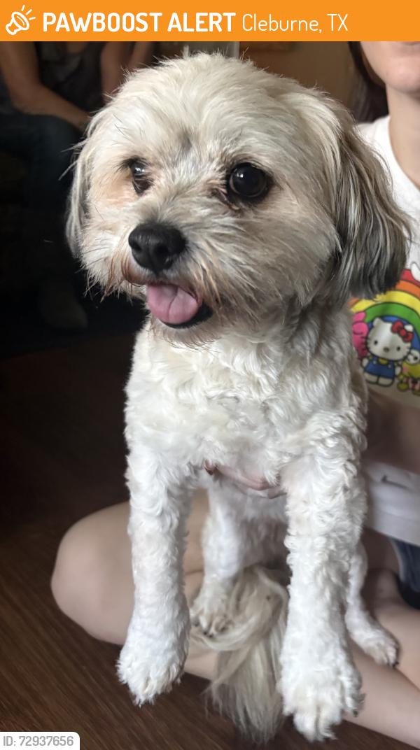 Found/Stray Female Dog last seen seclusion dr cleburne tx , Cleburne, TX 76033
