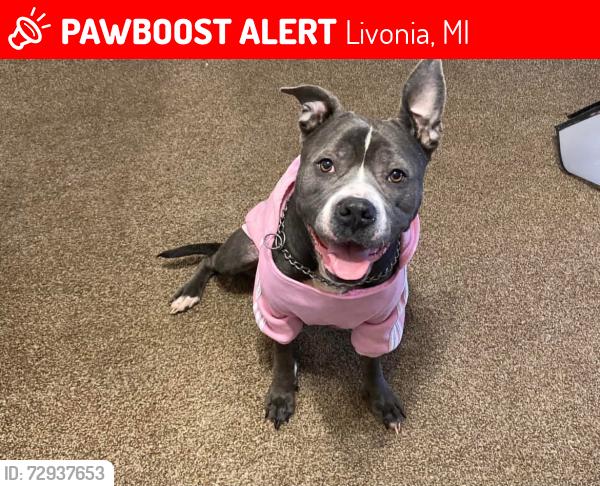 Lost Female Dog last seen Near Chick-Fil-A on middlebelt and Plymouth rd, Livonia, MI 48150