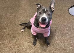 Lost Female Dog last seen Near Chick-Fil-A on middlebelt and Plymouth rd, Livonia, MI 48150