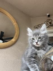 Found/Stray Male Cat last seen Rhine dr , Bakersfield, CA 93313