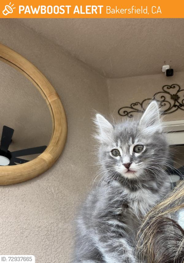 Found/Stray Male Cat last seen Rhine dr , Bakersfield, CA 93313